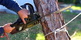 Best Hazardous Tree Removal  in Huntington, UT