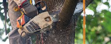 Best Tree Maintenance Programs  in Huntington, UT