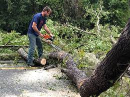 Best Storm Damage Tree Cleanup  in Huntington, UT