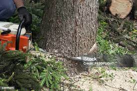 How Our Tree Care Process Works  in  Huntington, UT