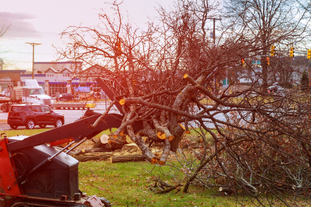 Best Firewood Processing and Delivery  in Huntington, UT