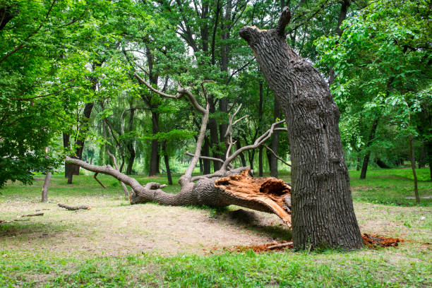Best Emergency Tree Removal  in Huntington, UT