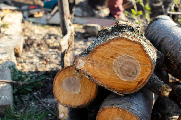 Best Seasonal Cleanup (Spring/Fall)  in Huntington, UT