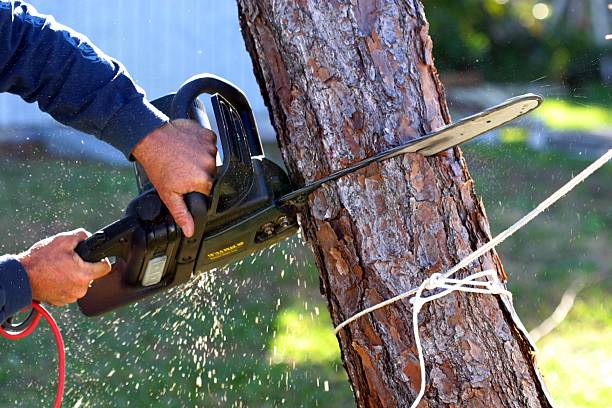Best Tree Removal  in Huntington, UT