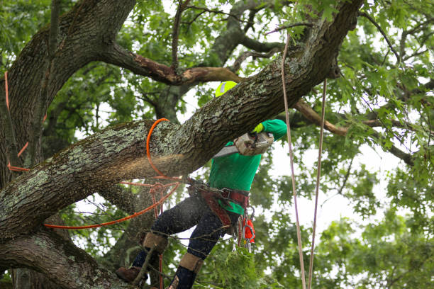 Best Storm Damage Tree Cleanup  in Huntington, UT