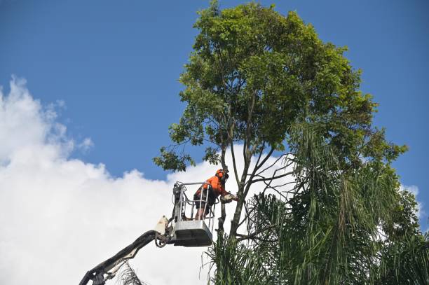 Best Lot and Land Clearing  in Huntington, UT
