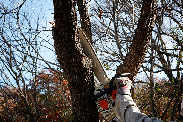Lawn Watering Services in Huntington, UT