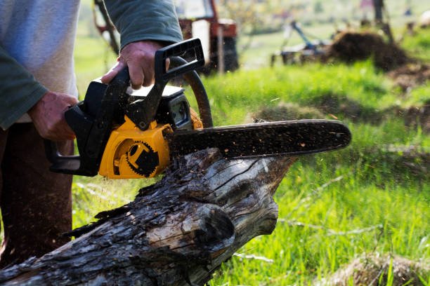 Reliable Huntington, UT Tree Care Solutions