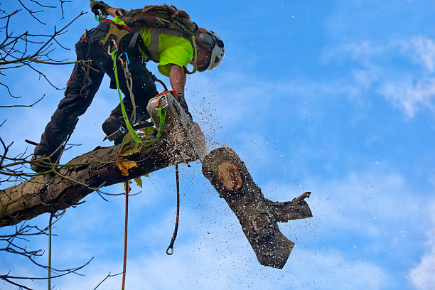 Best Commercial Tree Services  in Huntington, UT