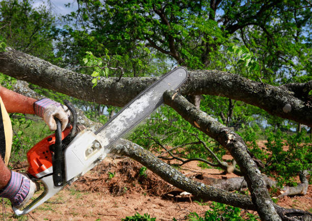 Best Firewood Processing and Delivery  in Huntington, UT